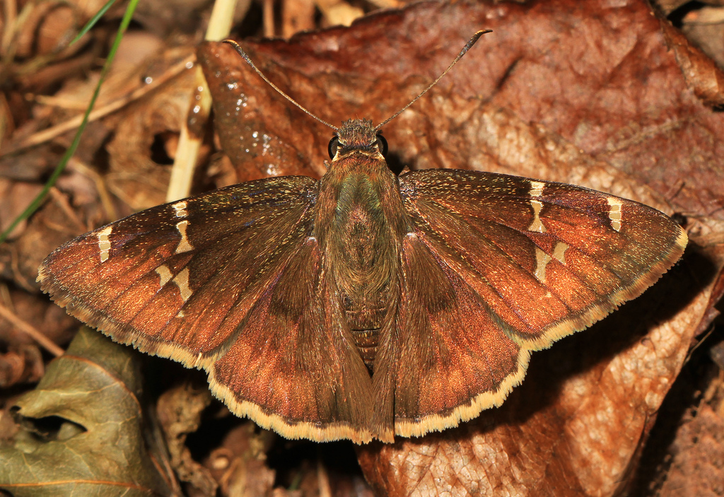 Cecropterus bathyllus