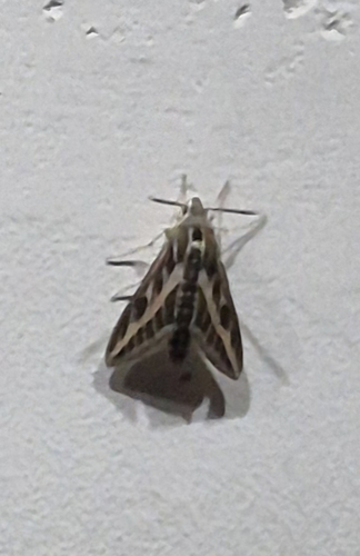 Striped Hawkmoth