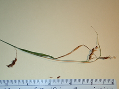 Carex davisii