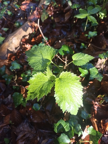 Image of Lamium flexuosum by (c) Yokki, some rights reserved (CC BY)