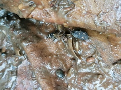 Ontholestes murinus
