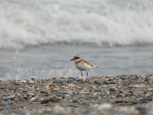 Greater Sand Plover (Anarhynchus leschenaultii), photo 2
