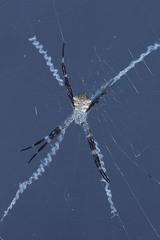 Argiope modesta