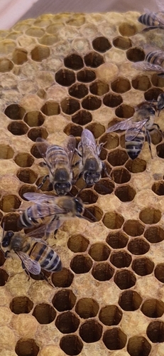 Western Honey Bee