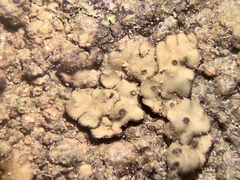 Endocarpon pallidulum