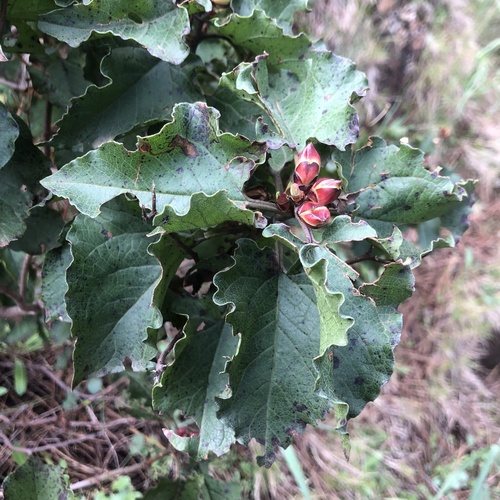 Avistamiento Cistus populifolius