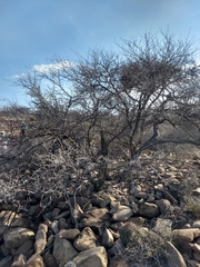 Prosopis palmeri