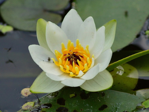 Nymphaea tetragona iNat (3)