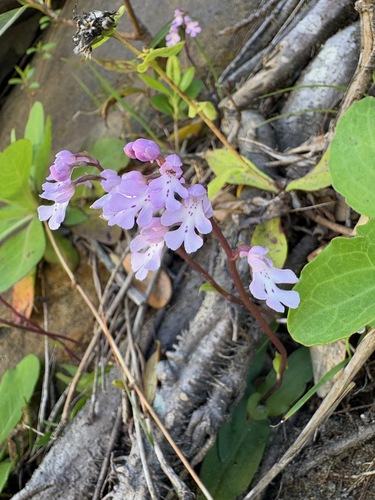 Amitostigma lepidum iNat (2)