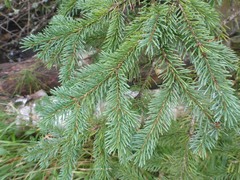 Picea glauca densata