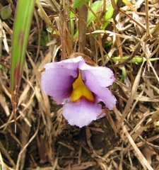 Aeginetia acaulis