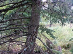 Picea glauca densata