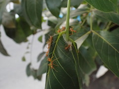 Oecophylla smaragdina