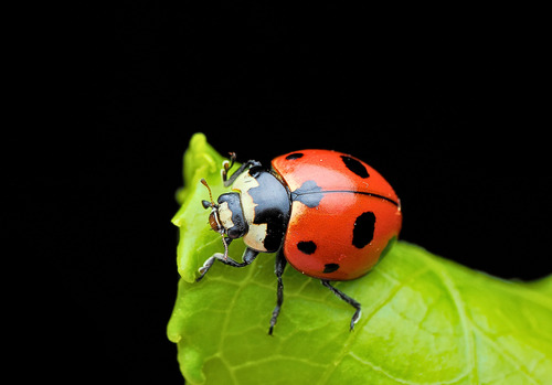 Nine-spotted Lady Beetle photographed in Tennessee