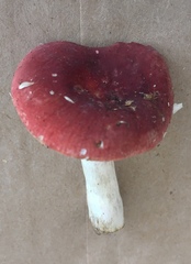 Russula rubescens