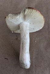 Russula rubescens
