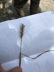 Elymus macgregorii