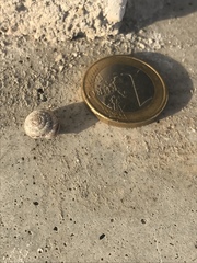 Xeroplexa intersecta