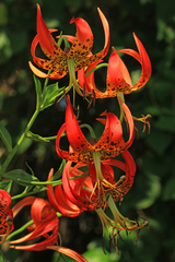 Lilium superbum