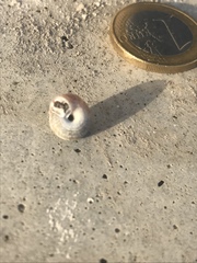 Xeroplexa intersecta