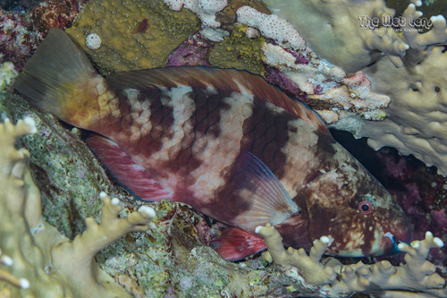 Rusty Parrotfish