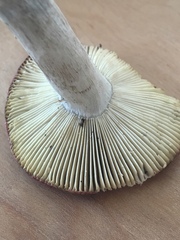 Russula rubescens