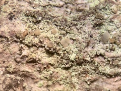 Scoliciosporum pensylvanicum