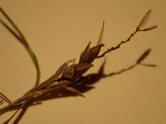 Carex davisii