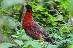 Tragopan satyra