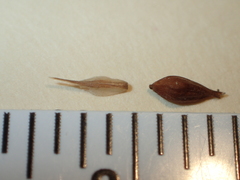 Carex davisii