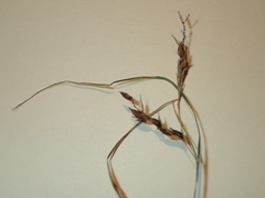 Carex davisii