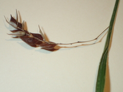 Carex davisii