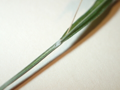 Carex davisii