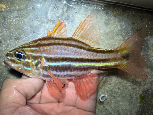Sydney cardinalfish (Ostorhinchus limenus) — Apogonidae — 2