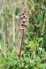 Orobanche crenata
