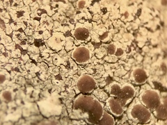 Lecanora saxigena