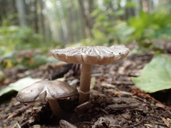 Pluteus ephebeus