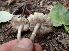 Pluteus ephebeus