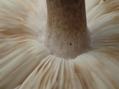 Pluteus ephebeus