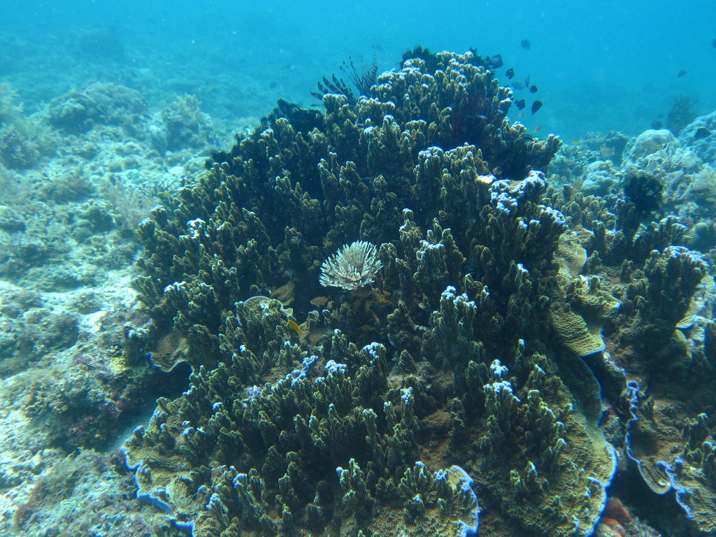pore coral