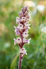 Orobanche crenata