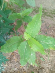 Commelina benghalensis