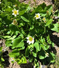 Caltha chionophila