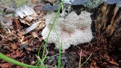Fuligo cinerea