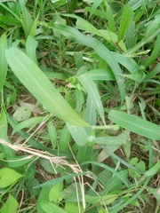 Setaria barbata