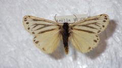 Setina