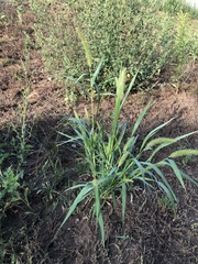 Setaria viridis major