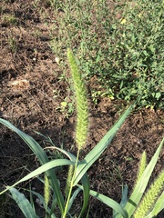 Setaria viridis major