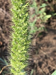 Setaria viridis major