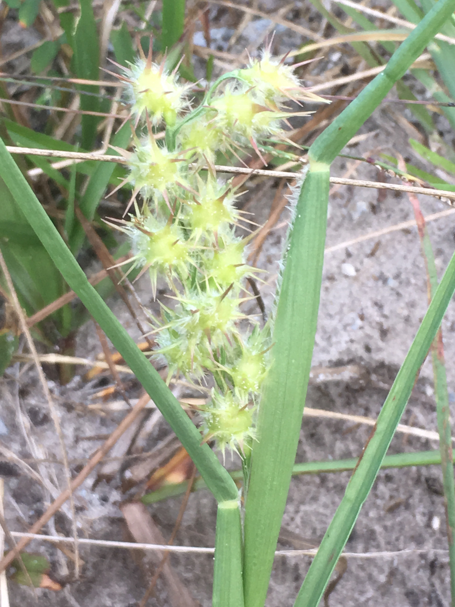 Cenchrus tribuloides